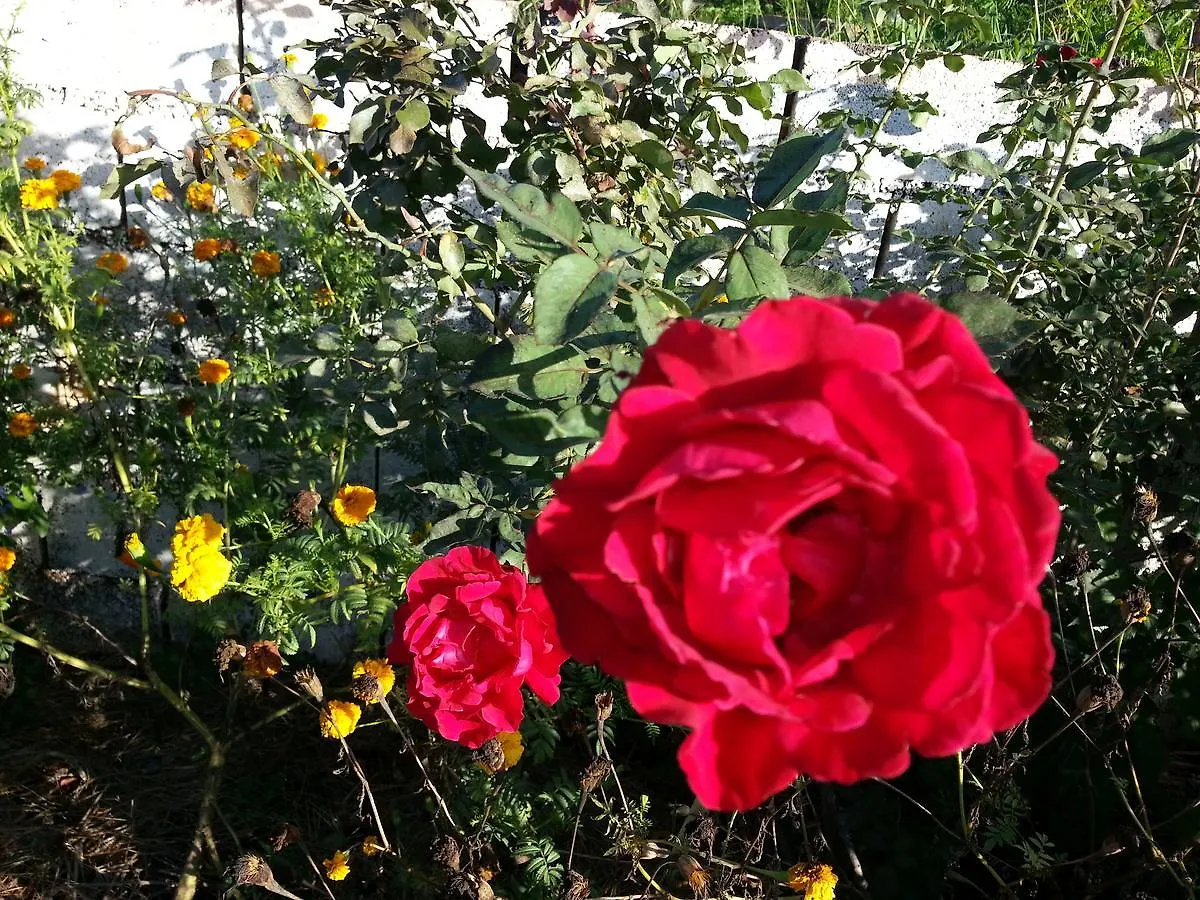 Ultimate Freedom Bed And Breakfast Santa Cruz Bed & Breakfast